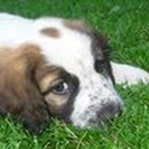 Meet your Posher, Rose